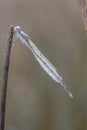 Damselfly,Lestidae