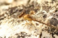 Damselfly Lighting on the Bluff at Castlewood State Park, Missouri Royalty Free Stock Photo