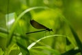 Damselfly looking like his tongue is sticking out