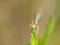 Damselfly