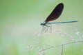 Damselfly Royalty Free Stock Photo