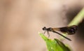 Damselfly in the nature Royalty Free Stock Photo