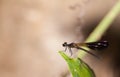Damselfly in the nature Royalty Free Stock Photo