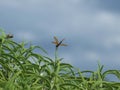 A Damselfly Is About To Begin Laying Her Eggs Royalty Free Stock Photo