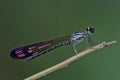 Damselfly in the parks