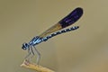 Damselfly in the parks