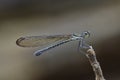 Damselfly in the parks