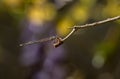 Damselfly perched on a branch