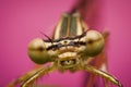 Extreme macro magnification and portrait of a damselfly with head and eyes in focus