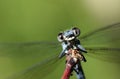 Damselfly portrait in green background