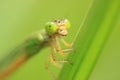 THE DAMSELFLY PORTRAIT