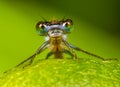 Damselfly portrait