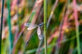 Damselfly, possibly Lestes rectangularis, a species of damselfly of the spreadwings. Royalty Free Stock Photo