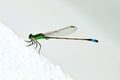 Damselfly ramburs forktail isolated