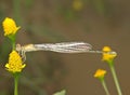 Damselfly Royalty Free Stock Photo