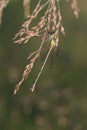 Damselfly resting in dru grass