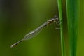 A damselfly resting on grass