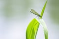 Damselfly resting on green leaf Royalty Free Stock Photo