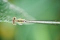 Damselfly on green leaf Royalty Free Stock Photo