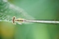 Damselfly on green leaf