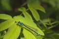 Damselfly Resting on Leaves