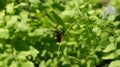 A damselfly resting on top of a bent vine stem Royalty Free Stock Photo