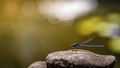 Damselfly sits on a stone in front of a small pond with light sparkling in the background Royalty Free Stock Photo