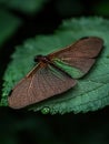 Damselfly rests on a vibrant green leaf with water droplet. Royalty Free Stock Photo