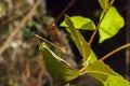 Damselfly settled on a leaf