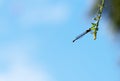 Damselfly settled on leaf in Sydney Royalty Free Stock Photo