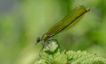 Weibliche Prachtlibelle im Sonnenlicht Female Damselfly in the sunlight