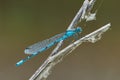 Damselfly sitting motionless on dry grass with spider web. Royalty Free Stock Photo