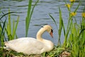 A female swan sitting on its nest in Spring