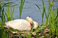 A female swan sitting on its nest in Spring