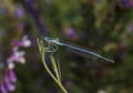 Damselfly sitting on plant