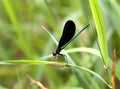 Damselfly and spider