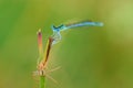Damselfly with spider on grass close-up Royalty Free Stock Photo