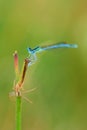 Damselfly with spider on grass isolated on green background Royalty Free Stock Photo