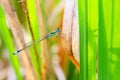 A damselfly stopped at the edge of the grass