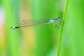 A damselfly stopped at the edge of the grass 2