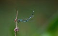 Damselfly taking rest on a twig Royalty Free Stock Photo
