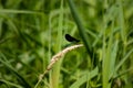Damselfly on top of grain resting before taking off Royalty Free Stock Photo