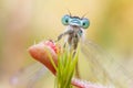 Damselfly trapped in sundew Royalty Free Stock Photo