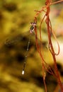 Damselfly on twirly twig Royalty Free Stock Photo