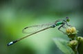 Damselfly under the rain