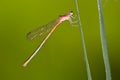 Damselfly with water drops Royalty Free Stock Photo