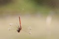 Damselfly in web. Royalty Free Stock Photo