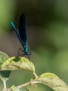 Damselfly zygoptera with big eyes (front view)