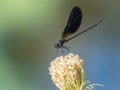 Damselfly zygoptera on a flower against colorful background