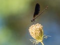 Damselfly zygoptera on a flower against colorful background